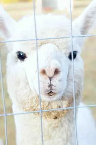 Alpaca Adventure - Image 5