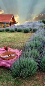 Olive Chalet - Image 4