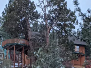 Big Bear Cabin High In The Trees - Image 2