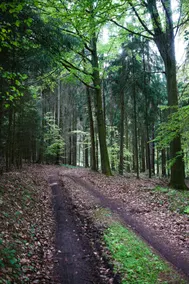 Forester's house on the edge of the forest with a view in the Bavarian Forest - Image 3