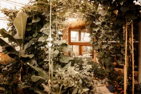 Sleeping in the greenhouse with great views - Image 4