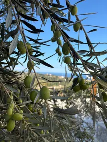 Villa Anthea - Relax with Sea View - Image 4