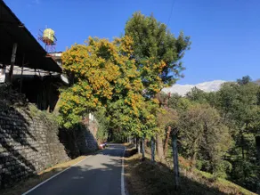 The Tea Gardens Retreat Dharamshala - Image 3