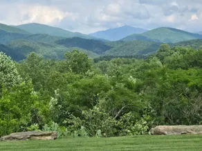 Mountain Laurel - Image 2