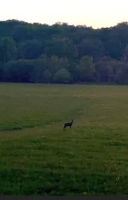 Tranquil getaway with steam trains and deer - Image 5