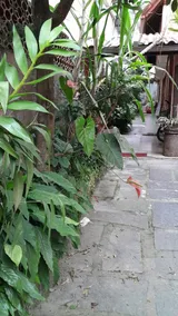 Rustic House, Downtown, Nova Friburgo. - Image 3