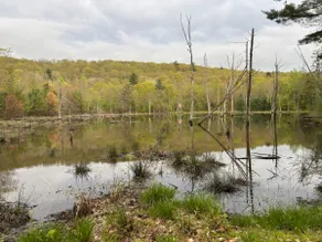 45 Acres of peace, quiet, and outdoor fun! - Image 4