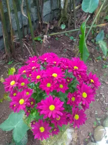 Immersion in nature and peace - Image 5