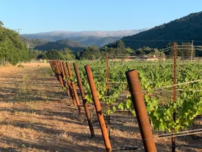 Charming Vineyard Rose Cottage - Image 3