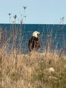 Breathtaking view @lakefront - Image 3