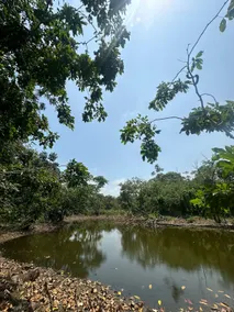 Villa Verde Estate - Image 4