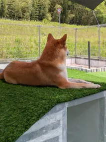 犬と宿 - Image 3
