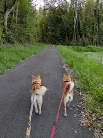 犬と宿 - Image 5
