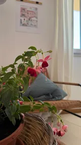 House in the city and close to the sea, fast Wi-Fi - Image 4