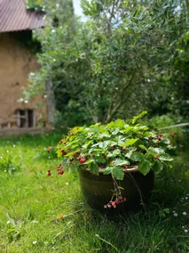 6-person gîte to visit Mont Saint Michel - Image 5