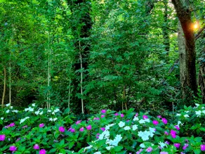 Cabin in the trees - Image 4