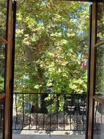 the tree and the sea - Image 5