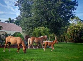 Hay There, Welcome to Terra Verde! ~ Bradenton FL - Image 3