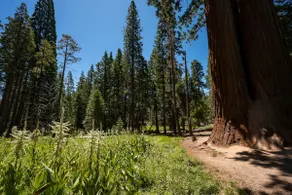 Little Meadow Cabin | Rustic Secluded Cozy Retreat - Image 4