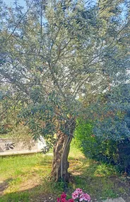 Villa Antonina - Image 4