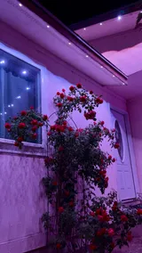 Pinkhouse - Image 2