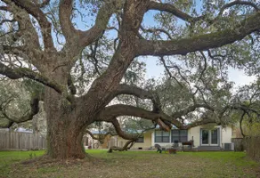 Big Oak at Ottine - Image 4