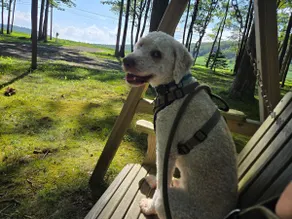 Dog-Friendly Cabin•Fire Pit•8 min to Wisp - Image 2