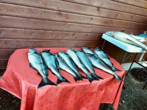 ”Fishing hall of fame” på Lista + Fishing license - Image 3