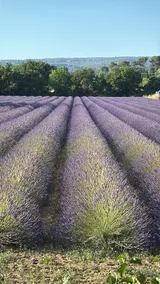 Le Quatre Relax - Image 2