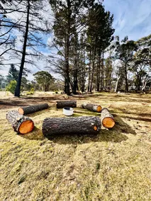 Whispering Pines A place to be - Image 3
