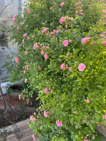 Country Cabin Inn - Image 5