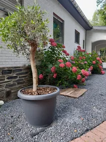 Bungalow La félicité - Image 5