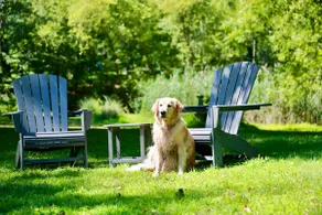 Dog-Friendly Retreat Near HITS | Ideal for Riders - Image 3