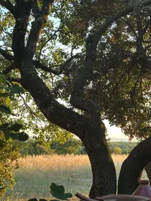 The Nest in the Garden - Image 3