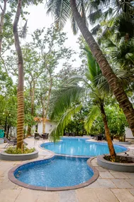 Aeraki palms - Image 2