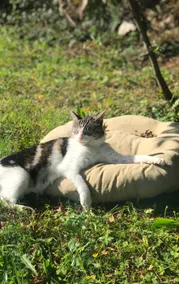Lavender Lane Country cottage , Furbo - Image 2