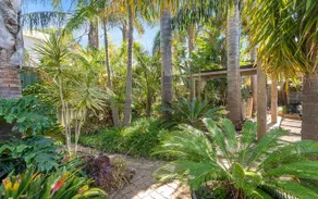 Palm trees at Aldinga Beach - Image 4