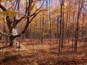 Ready for Fall Color -Huge Private Lake Estate - Image 2