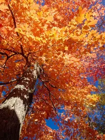Ready for Fall Color -Huge Private Lake Estate - Image 3