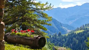 THE VOICE OF THE WOODS Selva di Cadore - Image 4