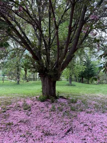 New! Blue Ridge Oasis - Image 3