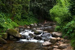 Bastiat Stays | Nestled Nook | Vythiri, Wayanad - Image 4