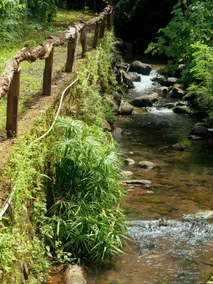 Botanic House | 300 Plant Species | Stream & Pool - Image 5