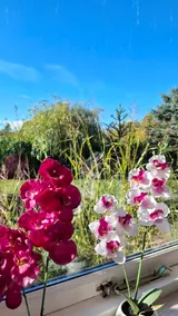 Cozy older cottage with a fenced garden. - Image 4