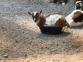 Lil Deer Cottage on 6 acre miniature goat farm - Image 3