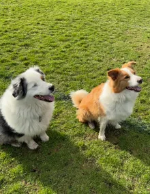 Echucas Pawfect Accommodation - Dog Friendly - Image 2