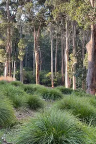 Karri Window | River | Town | Forest - Image 5