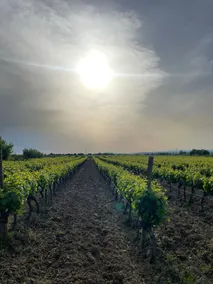 Air-conditioned cottage in the heart of the vineyards, Canal du Midi - Image 2