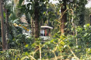 Rua by the Plantation - Image 2
