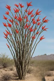Mesa Views and Desert Trails of Kingman - Image 5